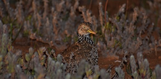 We tracked one of Australia’s most endangered birds into strange new habitat