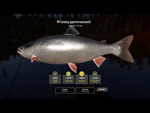 Троф Голец но не тот!!!Извините за качество микрофона.