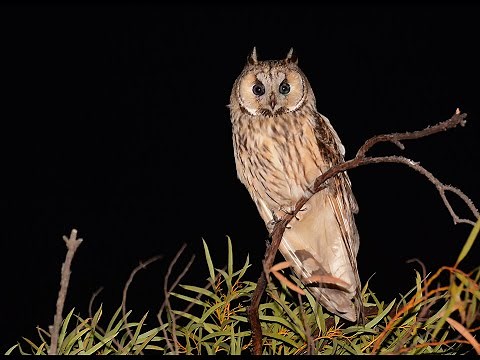 Long eared Owl