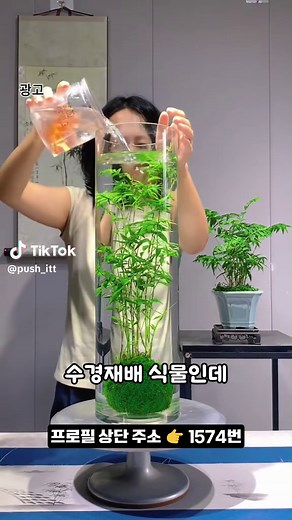 수경재배 나무 구매 가이드 — 1574번 상품 상세 정보