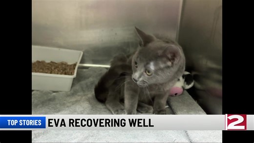 26K views · 197 reactions | NEWSChannel 2 TONIGHT || Here are the stories making headlines in the Mohawk Valley. Find more at WKTV.com. #wktvnews #mohawkvalley #utica #oneidacounty #upstatenewyork #localnews #upstate #news #headlines #uticanews #mohawkvalleynews #oneidacountynews | WKTV NEWSChannel 2 | Facebook