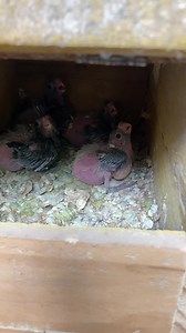 97K views · 3K reactions | 列ஆசைக்கு வளர்க்க ஆரம்பிச்சேன் இன்னைக்கு பண்ணையா மாறிருக்கு ✨ #farming #parrots #cocktails #cockatiel #petstagram #petsofinstagram #pets #petlovers #pet #petcare #parrotlover #dog #wildanimals #trend #wild #birds #cat #python #aquariumfish #chicks #sale #sales #business #reelsindia | Navaneetha Krishnan Rajagopal | Facebook