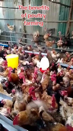 The benefits of poultry farming #agriculture #poultryfarming #poultry #chicken #poultryfarm #broilers #agriculture