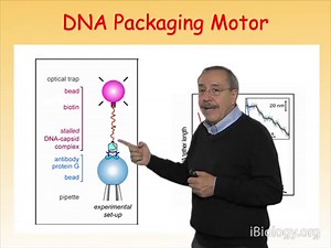 Optical Traps: An Introduction