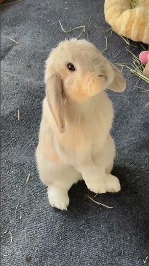 Why Rabbit Fur Is So Soft and Dense — Nature’s Design Explained