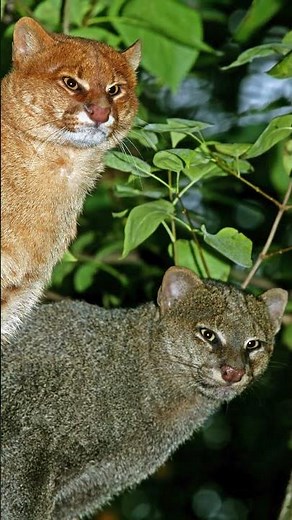 🐆 El Jaguarundi 🐆 El Felino Misterioso de América