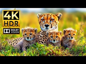 Incredible Animal Kingdom in 4K HDR – 60FPS Dolby Vision | Cinematic Sound