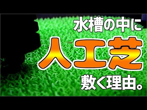 Artificial grass in an aquarium. Why do we put it there? #46 [Aquarium]