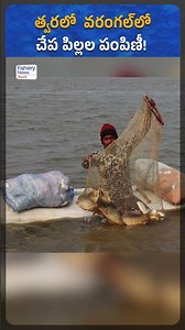 Telangana Fisheries Dept Announces Free Fish Seed Distribution in Warangal | Fishery News Telugu