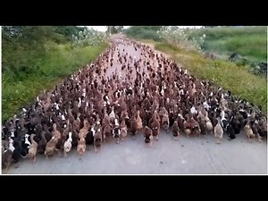Ducks Go For A Walk - long line of ducks