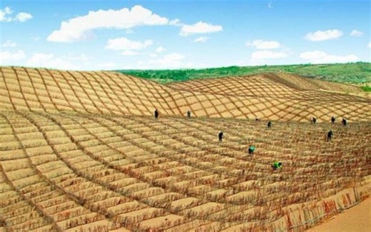 沙漠中的“草方格”，为何要在沙漠上插满废弃的麦草？原因是什么