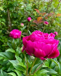 Karl Rosenfield Peony Root – Bare Root Paeonia 3-4 Eyes | Fragrant Perennial Flower | Garden Peony - SPRING 2026 PRE-SALE - Etsy