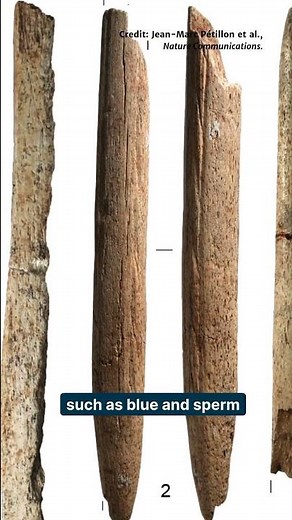 Earliest-known evidence of tools made from whale bones #Palaeontology