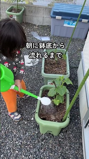 毎日は要注意！梅雨の水やり #家庭菜園初心者 #食育 #おうち菜園 #プランター菜園 #プランター栽培