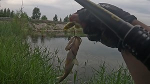 小奶鲈水面系也很暴躁