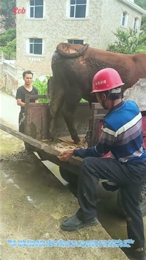 El toro no deja cerrar la puerta del camión agrícola