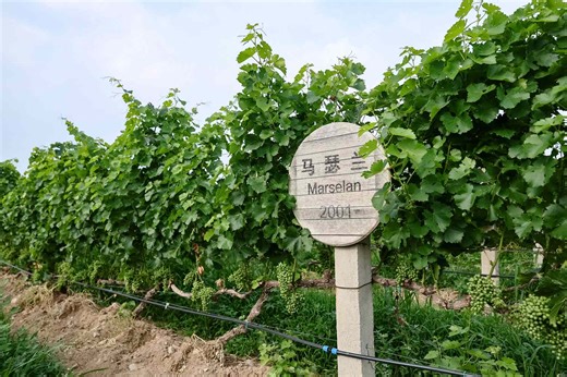 China Is Home to Several Emerging Wine Regions—Here's Where to Go