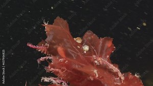 Colony of skeleton shrimps Caprella sp. attached to algae, order Amphipoda. Omnivorous, feeding on diatoms, detritus, protozoans, and crustacean larvae. White sea