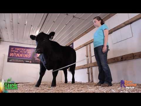 Show Cattle: How to Introduce the Show Stick