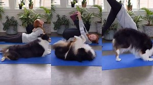 Netizens go crazy over this clip of adorable dog doing yoga, video goes viral
