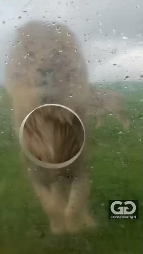 Human cage lion experience @ggconservation