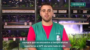 Tipos de pez Betta: aprende a diferenciarlos | Blog Verdecora