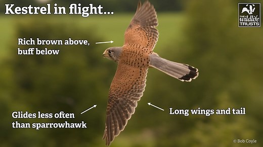 1.1K views · 31 reactions | Few birds inspire awe as often as birds of prey, those athletic aerial predators that rule the roost. We’ve put together a short introduction to five of the species you’re most likely to spot. https://sussexwildlifetrust.org.uk/news/how-to-identify-birds-of-prey | Sussex Wildlife Trust | Facebook