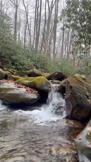Smoky Mountain Stream #shorts #nature