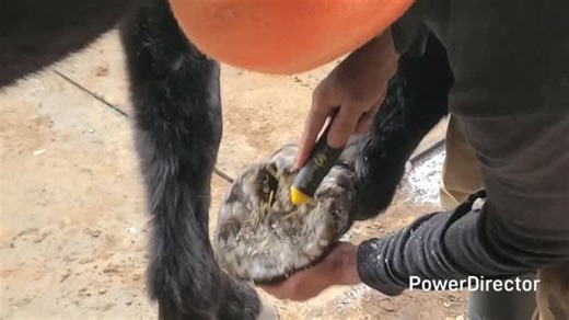 Good day for a hoof trim! With high temps in the single digits, we shuffled the team into the mechanical shop for an oddly satisfying hoof trim. Sound up for some ASMR and ruggedridgeforest.com for some wood-fired maple syrup! | Rugged Ridge Forest LLC