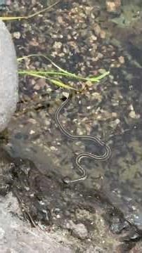 Baby Snakes Eating Baby Toads