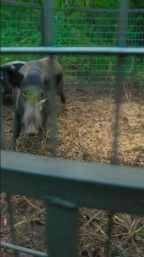 Set - Bait - Trap | Big Pig Traps