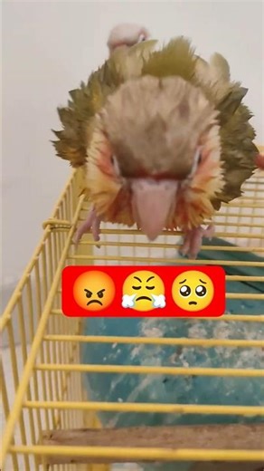 My bird has a reason to avoid bath #kiki #parrot #pineappleconureparrot #birds