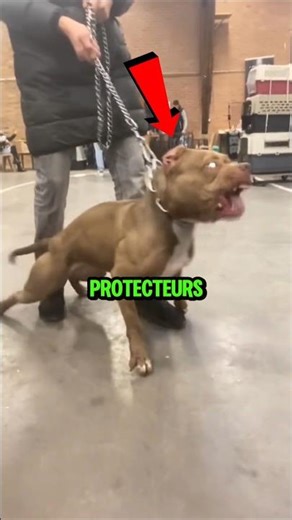 Les chiens les plus protecteurs !😱