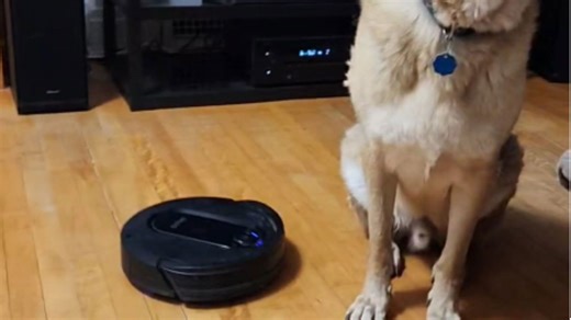 Dog watches the vacuum approach and decides to retreat