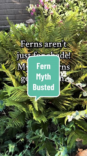 Discover Sun-Loving Ferns for Your Garden