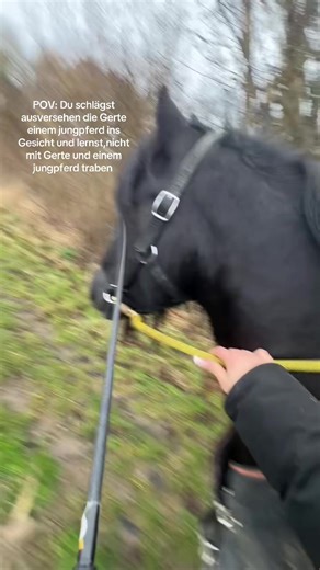 Training Young Horses: A Cautionary Tale