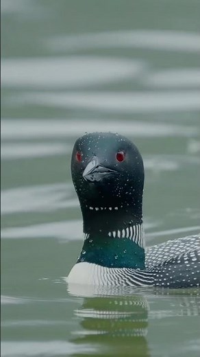 Rainy Days in Banff= Moments Like This ⛰️🌧️ #loon
