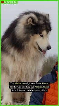 These 10 Dogs Look Really Like Wolves | Shikoku inu | Tamaskan Dog | Czechoslovakian Wolfdog #shorts