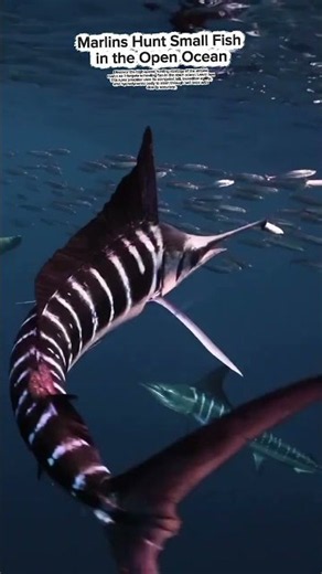 Marlins Hunt Small Fish in the Open Ocean