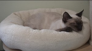 Kitten Rescue Adoption Room