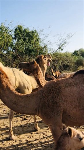 Angry male camel Roaring sound #shorts #animals