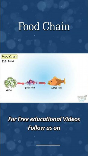 Food Chain | Pond | Food Chain for Kids | Producers, Consumers, Decomposers | Science #shorts