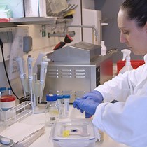 Video: A Galleria mellonella Oral Administration Model to Study Commensal-Induced Innate Immune Responses