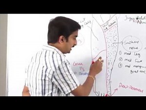 Anatomy of Anterior Lateral Medial side of leg and dorsum of foot - Dr.G.Bhanu Prakash