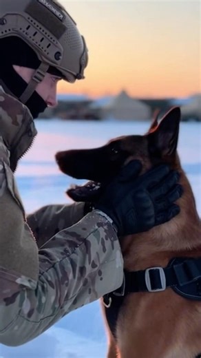 This K9 Moves Like a Shadow in the Frost