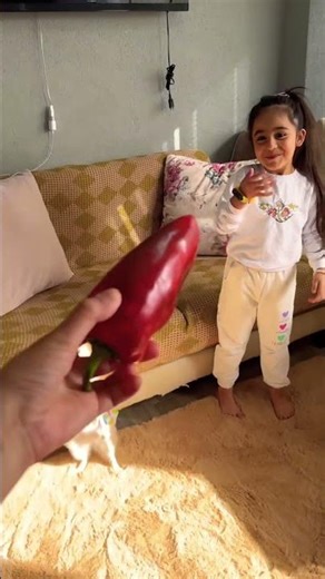 Angry dog ​​ate hot peppers!! #explore #shorts