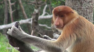 Proboscis monkey