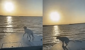 Dog Literally “Poops On” Man’s Attempt To Video Beautiful Sunset | Whiskey Riff