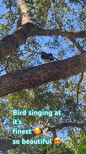 Mocking Bird sings so beautiful 🎶😍 #birds #bird #michelleb