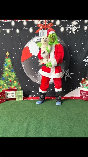 Part 1: Resting Grinch face but hearts full of cheep 💚🎄 Our pups nailed their Grinch close-ups! #doglover #dogdaycare #fyp #grinch #christmas | The Barkmore Resort